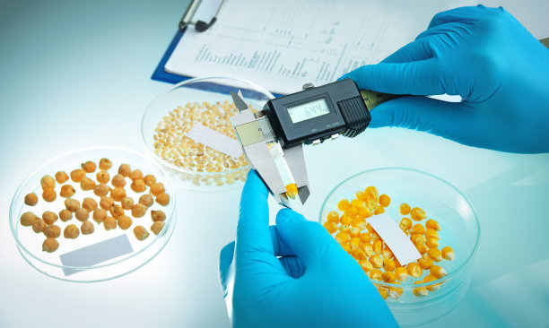 研究人员在实验室分析谷物和豆类图片下载