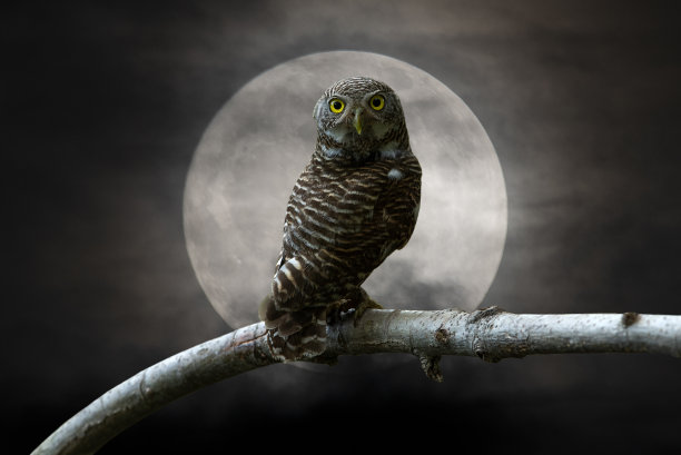 猫头鹰栖息在树枝上，美丽的月亮背景图片下载