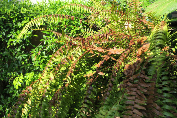 后院的蕨类植物被晒焦了素材图片