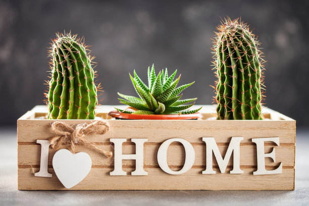 装饰盒里的多肉植物图片下载