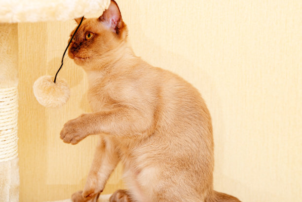 缅甸猫凯蒂色巧克力，是一种家猫。图片下载