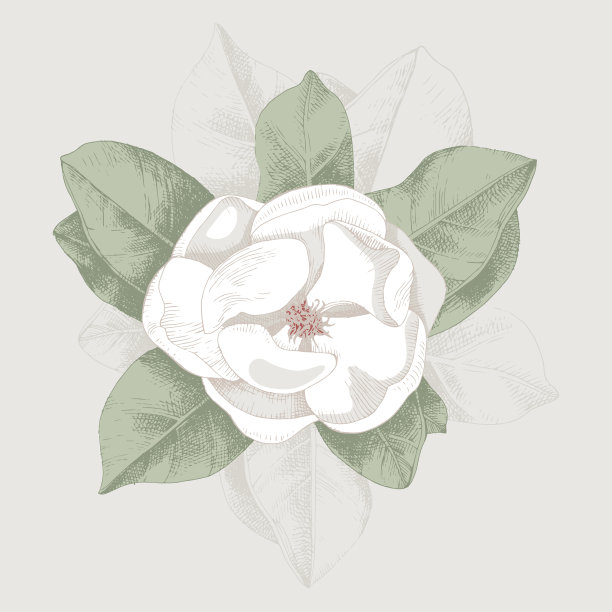 手绘木兰枝图片下载