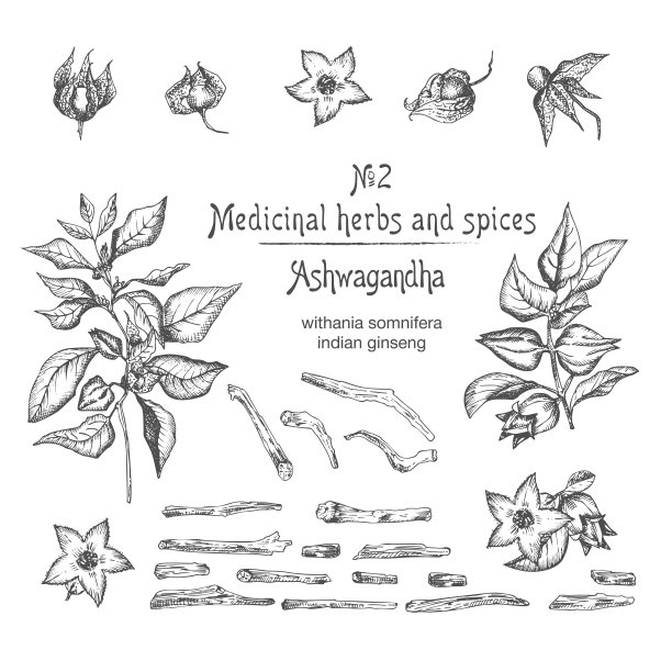 一套Ashwagandha手绘图案与浆果，生命，根和树枝在黑色的白色背景。复古平面设计植物素描图片下载