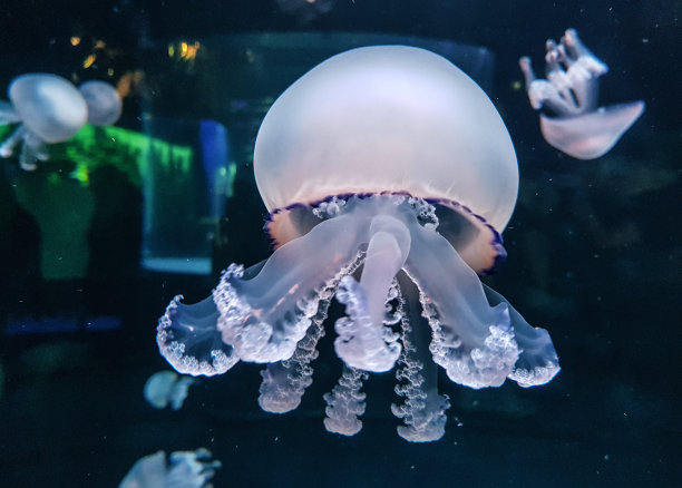 在西班牙洛罗公园拍摄的水母图片。图片下载
