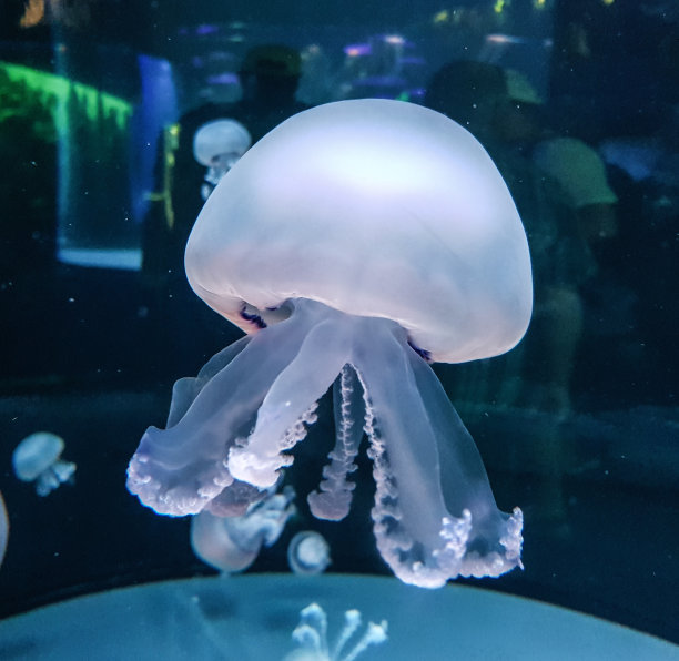 在西班牙洛罗公园拍摄的水母图片。图片下载