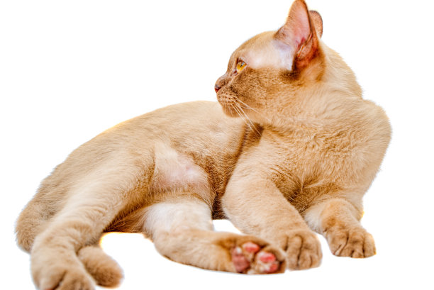 缅甸猫凯蒂色巧克力，是一种家猫。图片下载