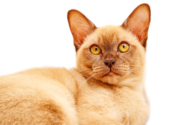 缅甸猫凯蒂色巧克力，是一种家猫。图片下载