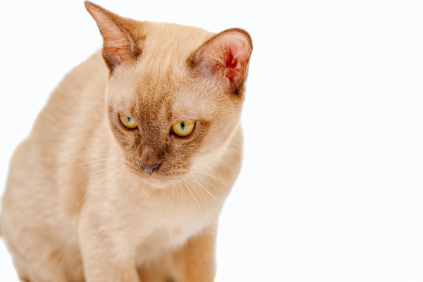 缅甸猫凯蒂色巧克力，是一种家猫。图片下载