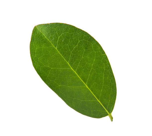 绿叶孤立在白色的背景上。图片下载