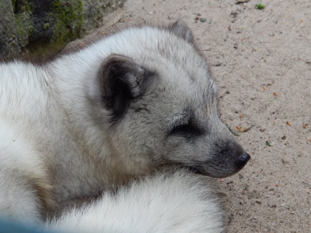 一只可爱的小极地狼图片下载