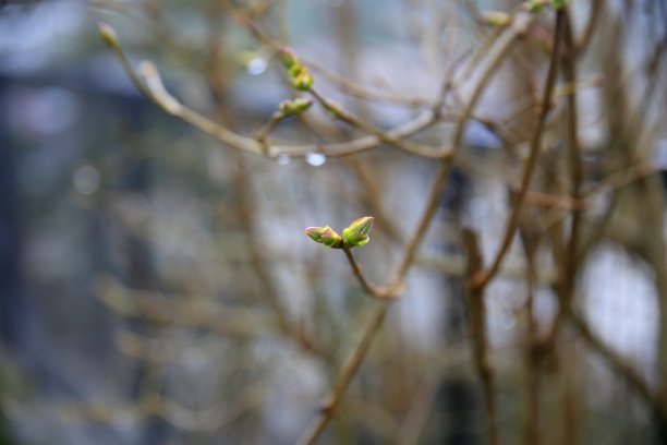 雨中丁香枝上的嫩芽图片下载
