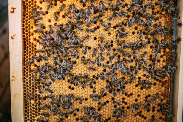 在蜂巢里工作的蜜蜂图片下载