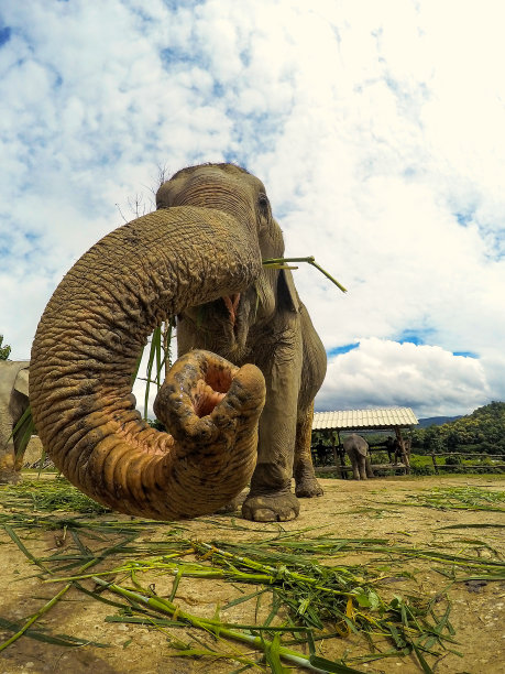 大象在泰国图片下载