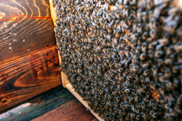 在蜂巢里工作的蜜蜂图片下载