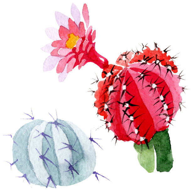 绿色的仙人掌花，红色的植物花。水彩背景插图集。孤立的仙人掌插图元素。图片下载