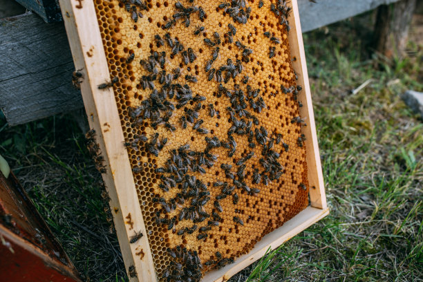 在蜂巢里工作的蜜蜂图片下载