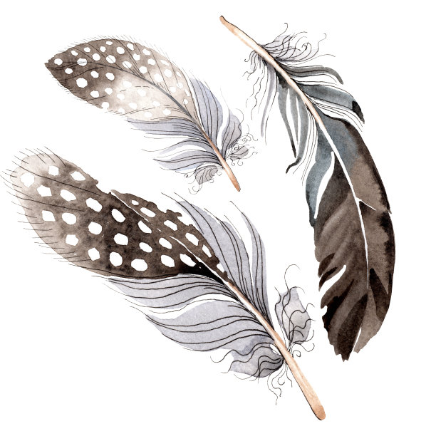 水彩蓝色和黑色鸟类羽毛从翅膀孤立。孤立的羽毛插图元素。水彩背景图片下载
