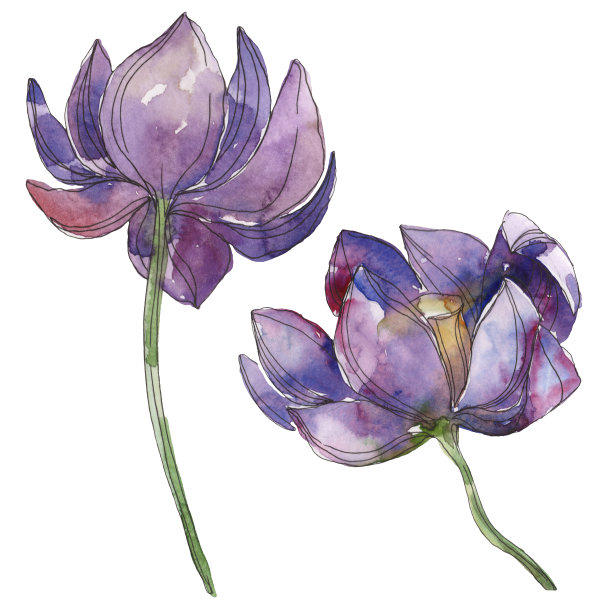 紫莲花，一种植物花。水彩背景插图集。孤立的荷花插图元素。图片下载