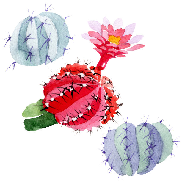 绿色的仙人掌花，红色的植物花。水彩背景插图集。孤立的仙人掌插图元素。图片下载