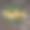 圣诞花环的现实树枝图片下载