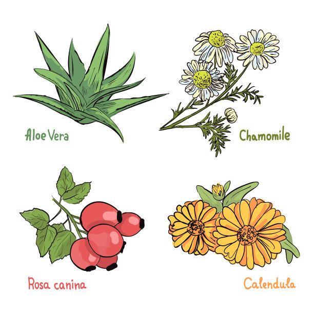 药用美容植物和草药。图片下载