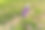 美丽的保加利亚玫瑰。图片下载
