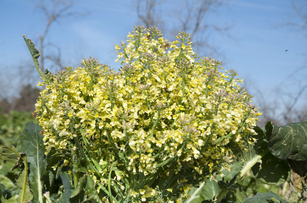 有机西兰花花朵图片下载