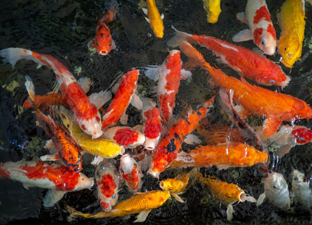 色彩斑斓的鲤鱼、锦鲤、日本游鱼(Cyprinus carpio)美丽的颜色变化自然有机图片下载