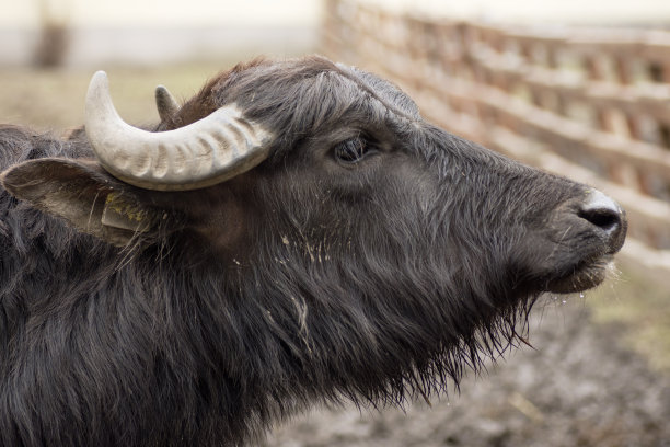 国内水牛图片下载