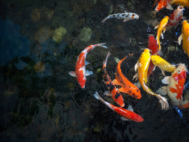 色彩斑斓的鲤鱼、锦鲤、日本游鱼(Cyprinus carpio)美丽的颜色变化自然有机图片下载