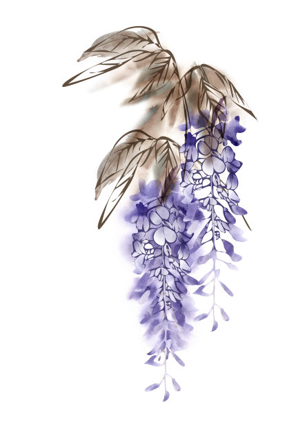 紫藤花。图片下载