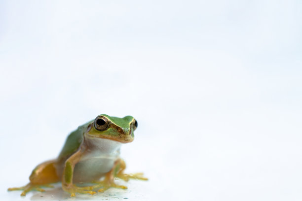 树蛙图片下载