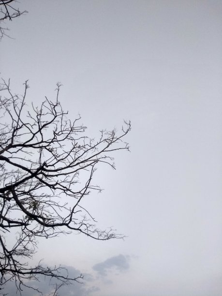 天空和裸露的植物图片下载