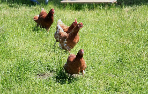 随心所欲的鸡图片下载