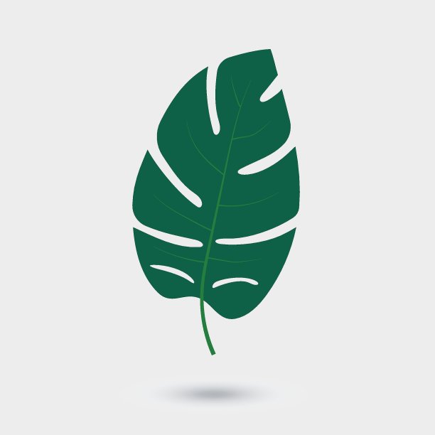 白底树叶特写镜头图片下载