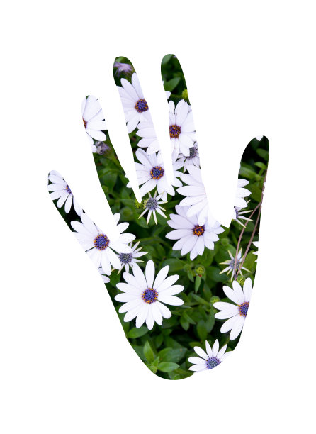 手持白花图片下载