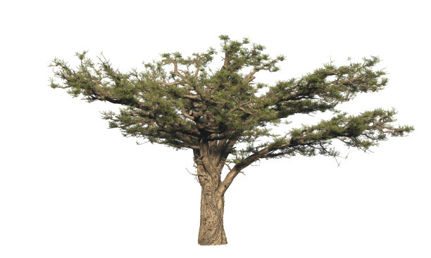 金合欢树。孤立在白色背景上。3 d渲染。图片下载