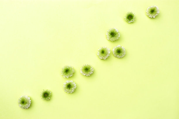 美丽的花卉图案与菊花图片下载