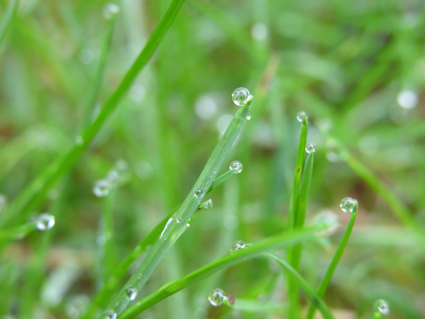 草上的露珠微距镜头图片下载