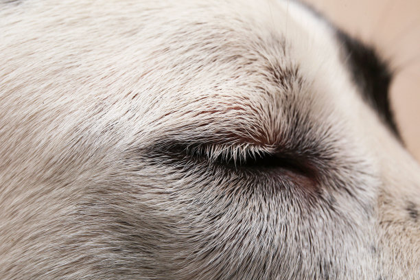 中亚牧羊犬洗澡。狗在洗泡泡浴。Alabai梳理狗。图片下载