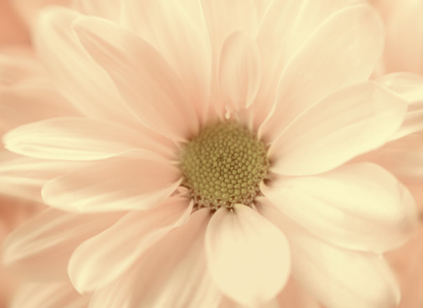 花朵菊花头特写。老式贺卡。自然和假日背景图片下载