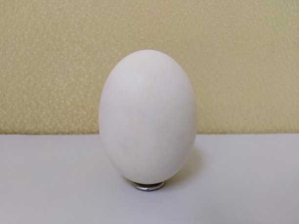 黄色背景的白色桌子上的鸭蛋图片下载
