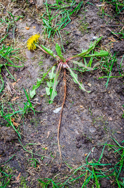 单拉开花的蒲公英植物和根躺在稀疏的草坪上。图片下载