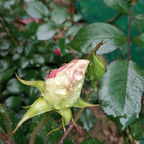 玫瑰上的雨滴图片下载