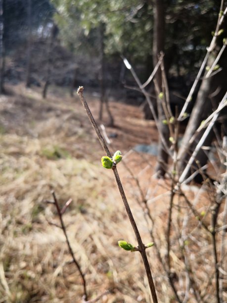 春天的迹象图片下载