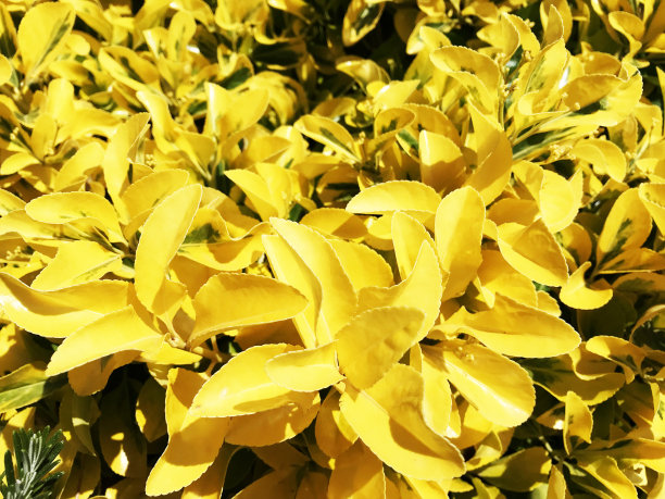 热带灌木上的黄色叶子图片下载