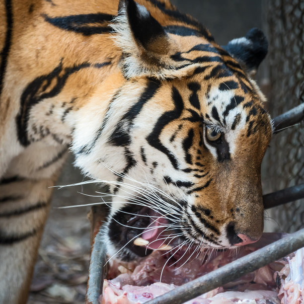 老虎的画像。图片下载