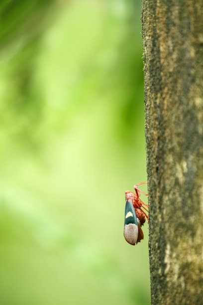甲壳虫乐队在印度尼西亚苏拉威西岛丛林的树上，微距特写照片，散焦背景，西里伯斯岛，绿色清晰的背景与文字空间，异国情调的冒险在亚洲图片下载