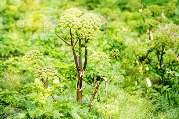 在春天的近距离天使场图片下载