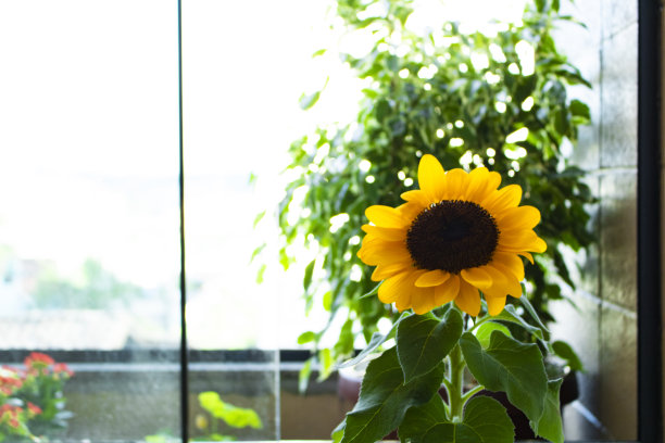 拉米亚·马加尔图片下载